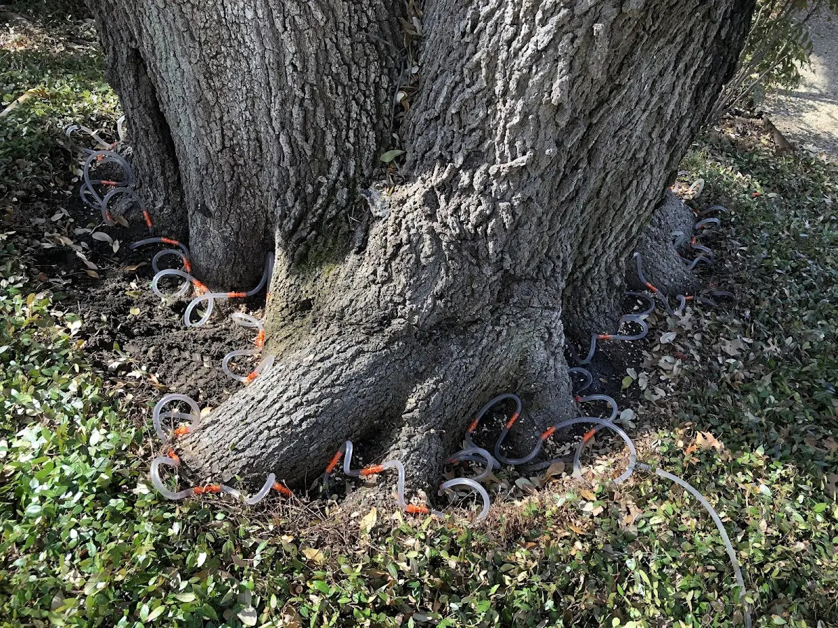 Detailed Tree Cabling and Bracing job site in Somerdale