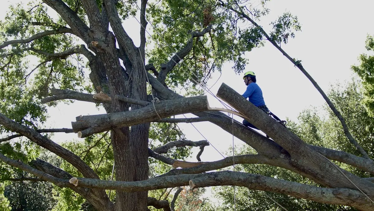 Professional Crown Thinning performed by certified arborists in Somerdale